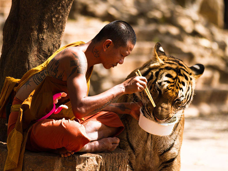 Man Feeding Tiger 1 Man Feeding Tiger 1
